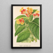 Tussaccia semiclausa - Charles Antoine Lemaire — framed artwork on a wall