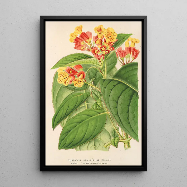 Tussaccia semiclausa - Charles Antoine Lemaire — framed artwork on a wall