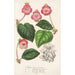 Tydaea Hybrids of - Charles Antoine Lemaire — artwork view