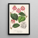 Tydaea Hybrids of - Charles Antoine Lemaire — framed artwork on a wall