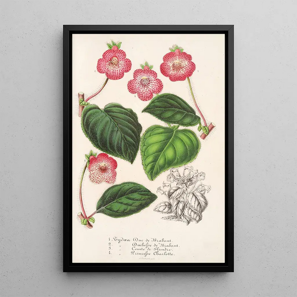 Tydaea Hybrids of - Charles Antoine Lemaire — framed artwork on a wall