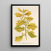 Reproduction of the painting Ulmus campestris var aurea - Charles Antoine Lemaire