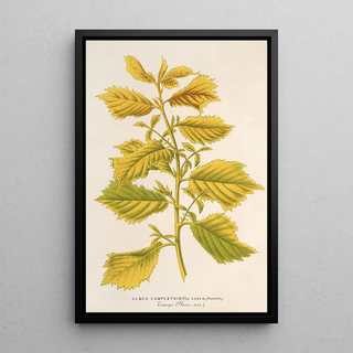 Reproduction of the painting Ulmus campestris var aurea - Charles Antoine Lemaire