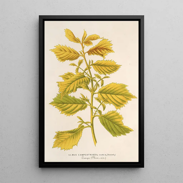Reproduction of the painting Ulmus campestris var aurea - Charles Antoine Lemaire