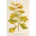 Reproduction of the painting Ulmus campestris var aurea - Charles Antoine Lemaire