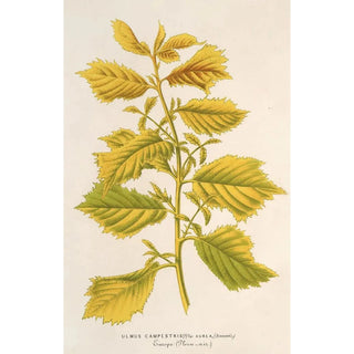 Reproduction of the painting Ulmus campestris var aurea - Charles Antoine Lemaire