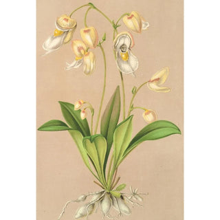 Utricularia montana - Charles Antoine Lemaire — artwork view