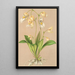 Utricularia montana - Charles Antoine Lemaire — framed artwork on a wall