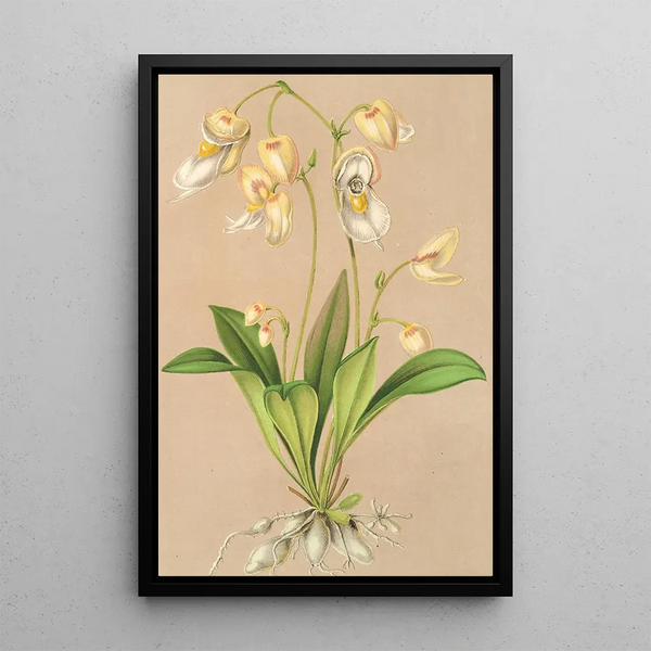 Utricularia montana - Charles Antoine Lemaire — framed artwork on a wall