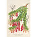 Vaccinium serpens - Charles Antoine Lemaire — artwork view