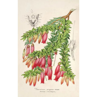 Vaccinium serpens - Charles Antoine Lemaire — artwork view