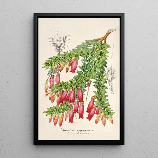 Vaccinium serpens - Charles Antoine Lemaire — framed artwork on a wall