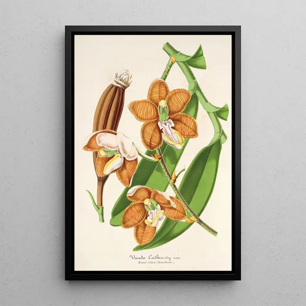 Reproduction of the painting Vanda Cathearty - Charles Antoine Lemaire