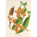 Reproduction of the painting Vanda Cathearty - Charles Antoine Lemaire