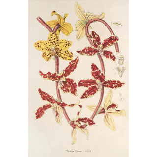 Vanda Lowii Lindl - Charles Antoine Lemaire — artwork view