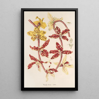 Vanda Lowii Lindl - Charles Antoine Lemaire — framed artwork on a wall