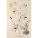 Vanda coerulea - Charles Antoine Lemaire — artwork view