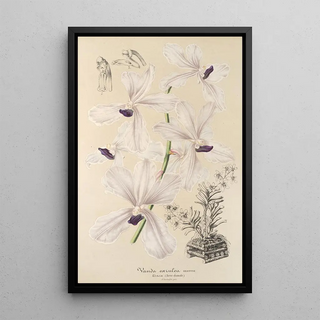 Vanda coerulea - Charles Antoine Lemaire — framed artwork on a wall