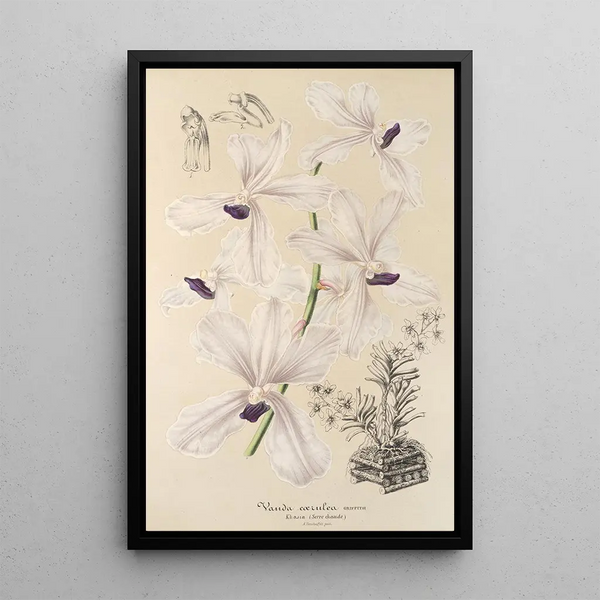 Vanda coerulea - Charles Antoine Lemaire — framed artwork on a wall