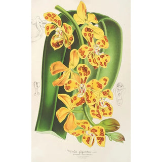Vanda gigantea - Charles Antoine Lemaire — artwork view