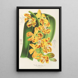 Vanda gigantea - Charles Antoine Lemaire — framed artwork on a wall