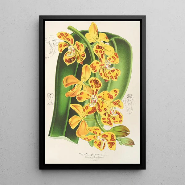 Vanda gigantea - Charles Antoine Lemaire — framed artwork on a wall
