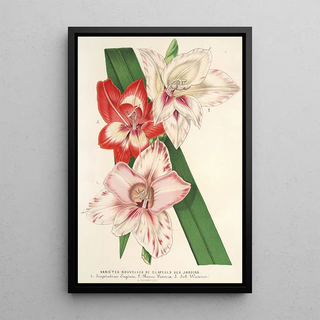 Reproduction of the painting of "Variétés nouvelles de Glaïeuls des jardins" by Charles Antoine Lemaire