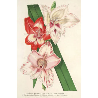 Reproduction of the painting of "Variétés nouvelles de Glaïeuls des jardins" by Charles Antoine Lemaire