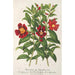 Varieties of Diplacus - Charles Antoine Lemaire — artwork view
