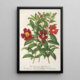 Varieties of Diplacus - Charles Antoine Lemaire — framed artwork on a wall