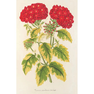 Reproduction of the painting Verveine panachée known as populaire - Charles Antoine Lemaire