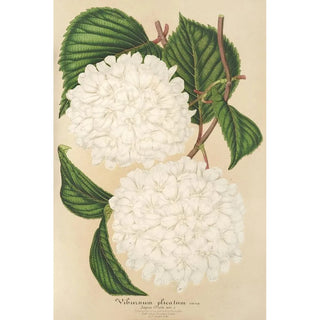 Viburnum plicatum - Charles Antoine Lemaire — artwork view
