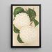 Viburnum plicatum - Charles Antoine Lemaire — framed artwork on a wall