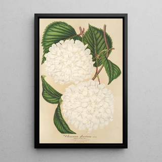 Viburnum plicatum - Charles Antoine Lemaire — framed artwork on a wall