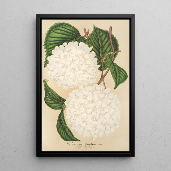 Viburnum plicatum - Charles Antoine Lemaire — framed artwork on a wall