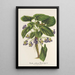 Reproduction of the painting Viola arborea Brandyana - Charles Antoine Lemaire