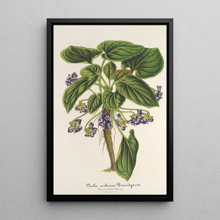 Reproduction of the painting Viola arborea Brandyana - Charles Antoine Lemaire
