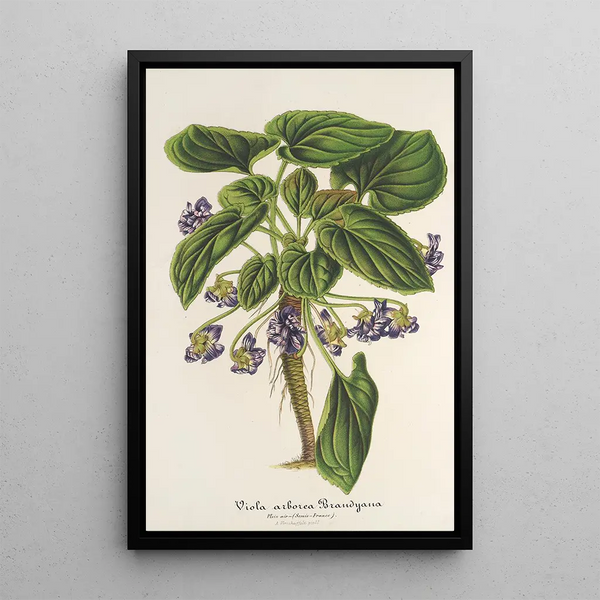 Reproduction of the painting Viola arborea Brandyana - Charles Antoine Lemaire