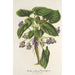 Reproduction of the painting Viola arborea Brandyana - Charles Antoine Lemaire