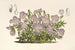 Viola pedata - Charles Antoine Lemaire — artwork view