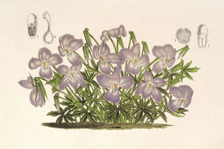 Viola pedata - Charles Antoine Lemaire — artwork view