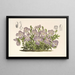 Viola pedata - Charles Antoine Lemaire — framed artwork on a wall
