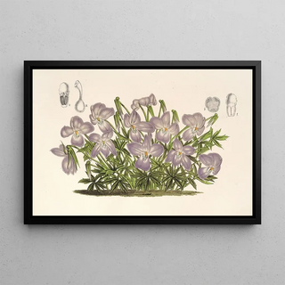 Viola pedata - Charles Antoine Lemaire — framed artwork on a wall