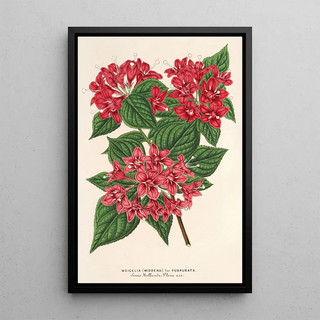 Reproduction of the painting Weigelia Middendorffiana var purpurata - Charles Antoine Lemaire