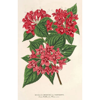 Reproduction of the painting Weigelia Middendorffiana var purpurata - Charles Antoine Lemaire