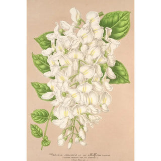 Wisteria sinensis DC var albiflora - Charles Antoine Lemaire — artwork view