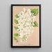 Wisteria sinensis DC var albiflora - Charles Antoine Lemaire — framed artwork on a wall