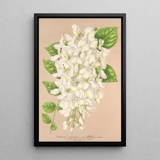 Wisteria sinensis DC var albiflora - Charles Antoine Lemaire — framed artwork on a wall