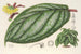 Witheringia pogonandra - Charles Antoine Lemaire — artwork view