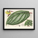 Witheringia pogonandra - Charles Antoine Lemaire — framed artwork on a wall